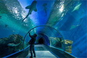 水族錧用什么材质